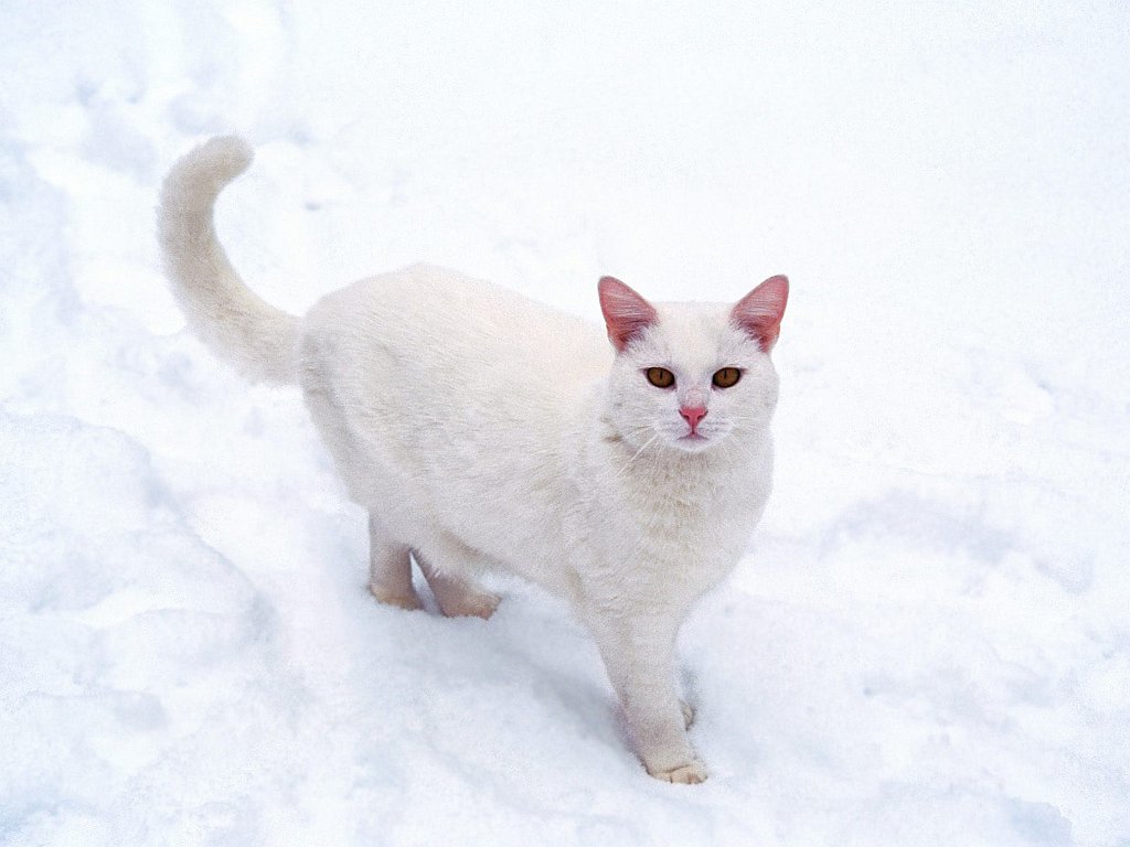 Casper, Domestic Shorthair